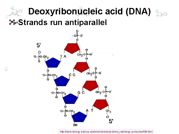 Deoxyribonucleic acid (DNA) Strands run antiparallel http: //www. biology. arizona. edu/biochemistry/problem_sets/large_molecules/06 t. html 