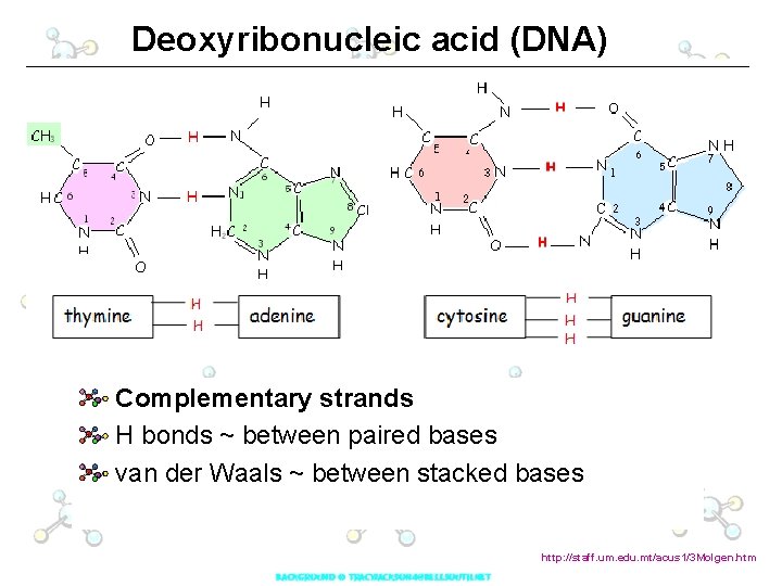 Deoxyribonucleic acid (DNA) Complementary strands H bonds ~ between paired bases van der Waals