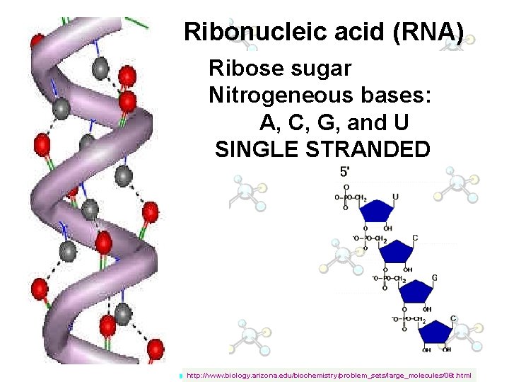 Ribonucleic acid (RNA) Ribose sugar Nitrogeneous bases: A, C, G, and U SINGLE STRANDED