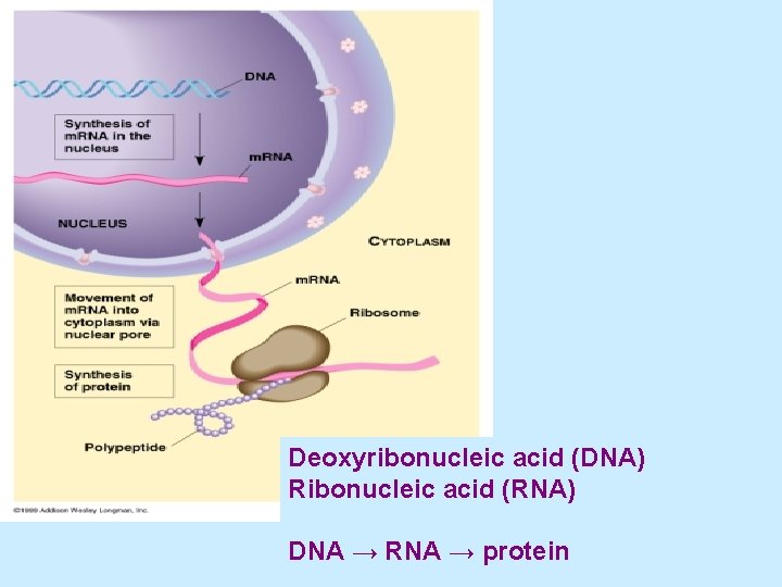 Deoxyribonucleic acid (DNA) Ribonucleic acid (RNA) DNA → RNA → protein 