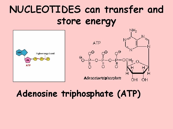 NUCLEOTIDES can transfer and store energy Adenosine triphosphate (ATP) 
