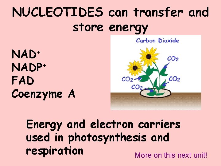 NUCLEOTIDES can transfer and store energy NAD+ NADP+ FAD Coenzyme A Energy and electron