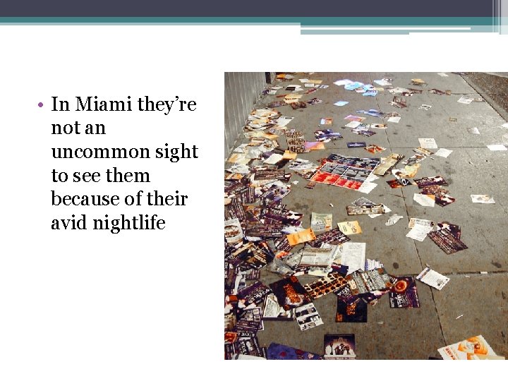  • In Miami they’re not an uncommon sight to see them because of