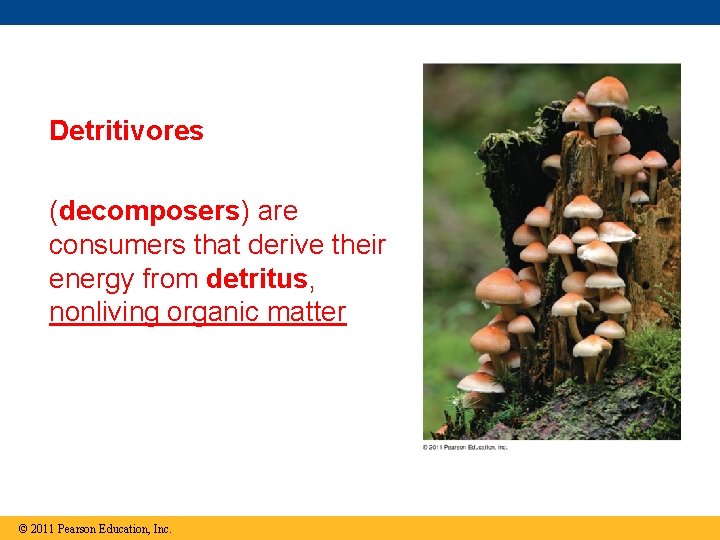 Detritivores (decomposers) are consumers that derive their energy from detritus, nonliving organic matter ©
