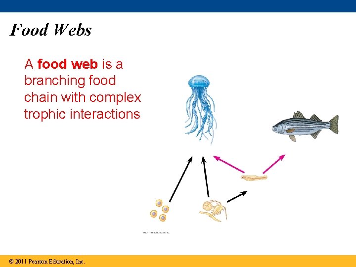 Food Webs A food web is a branching food chain with complex trophic interactions