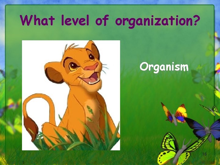 What level of organization? Organism 16 