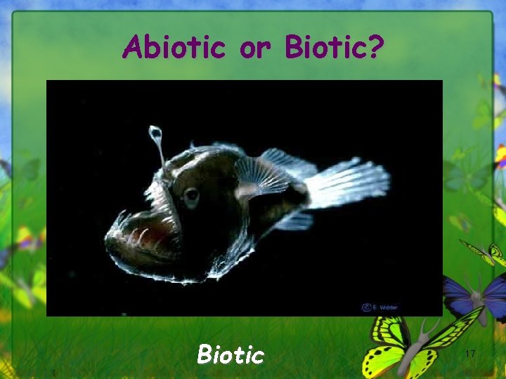 Abiotic or Biotic? Biotic 17 