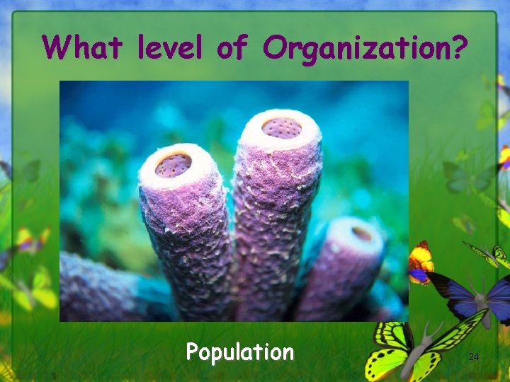 What level of Organization? Population 24 
