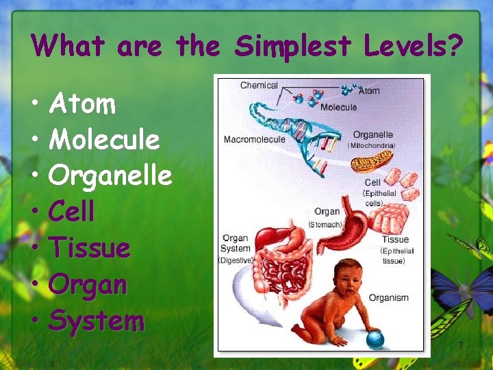 What are the Simplest Levels? • Atom • Molecule • Organelle • Cell •