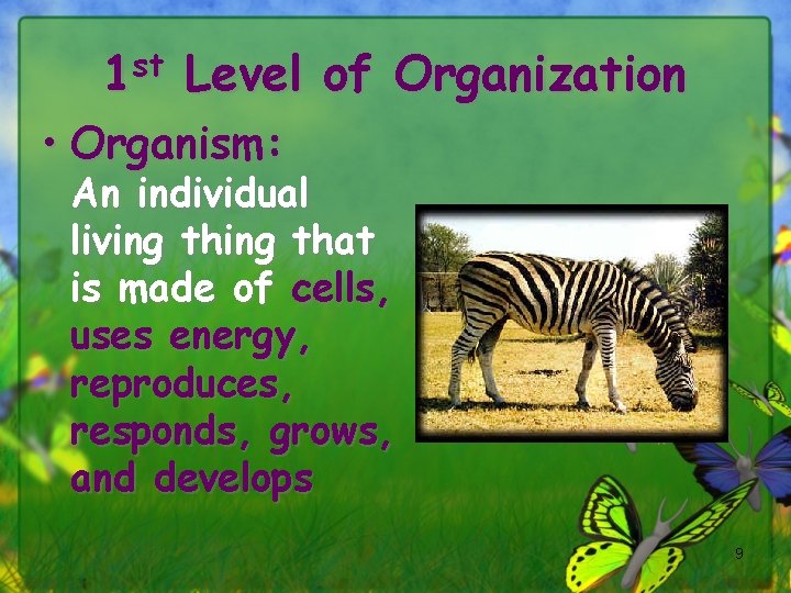 1 st Level of Organization • Organism: An individual living that is made of