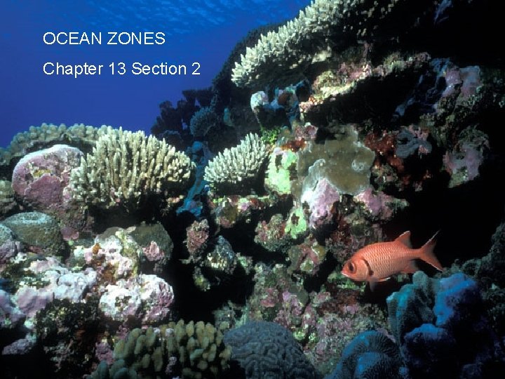 OCEAN ZONES Chapter 13 Section 2 Ocean Zones Chapter 13 Section 3 