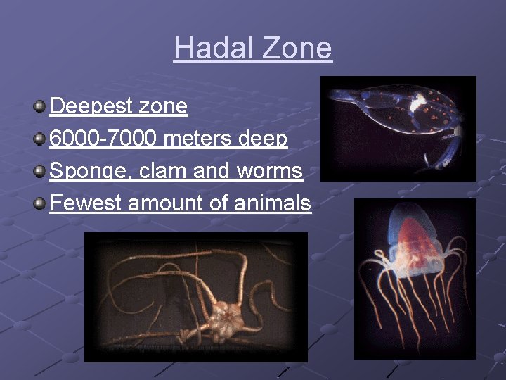 Hadal Zone Deepest zone 6000 -7000 meters deep Sponge, clam and worms Fewest amount