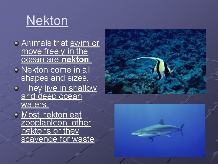 Nekton Animals that swim or move freely in the ocean are nekton. Nekton come