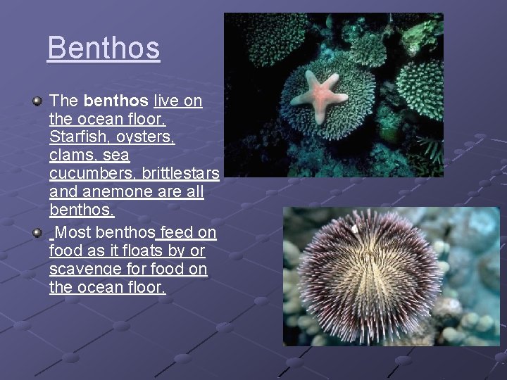 Benthos The benthos live on the ocean floor. Starfish, oysters, clams, sea cucumbers, brittlestars