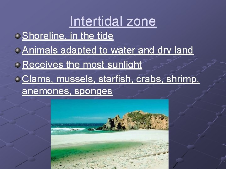 Intertidal zone Shoreline, in the tide Animals adapted to water and dry land Receives