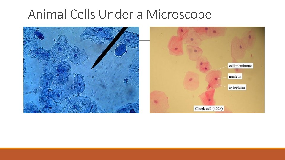 Animal Cells Under a Microscope 