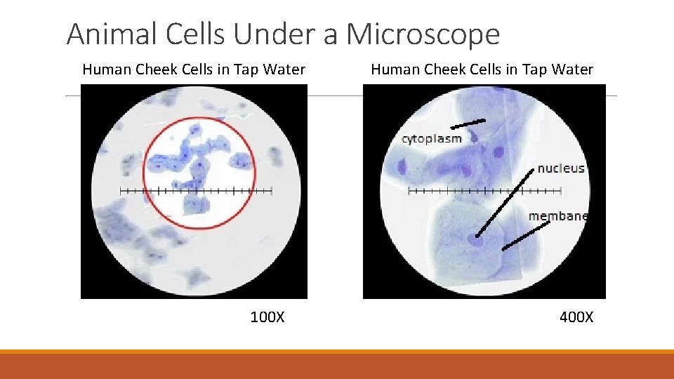 Animal Cells Under a Microscope Human Cheek Cells in Tap Water 100 X Human