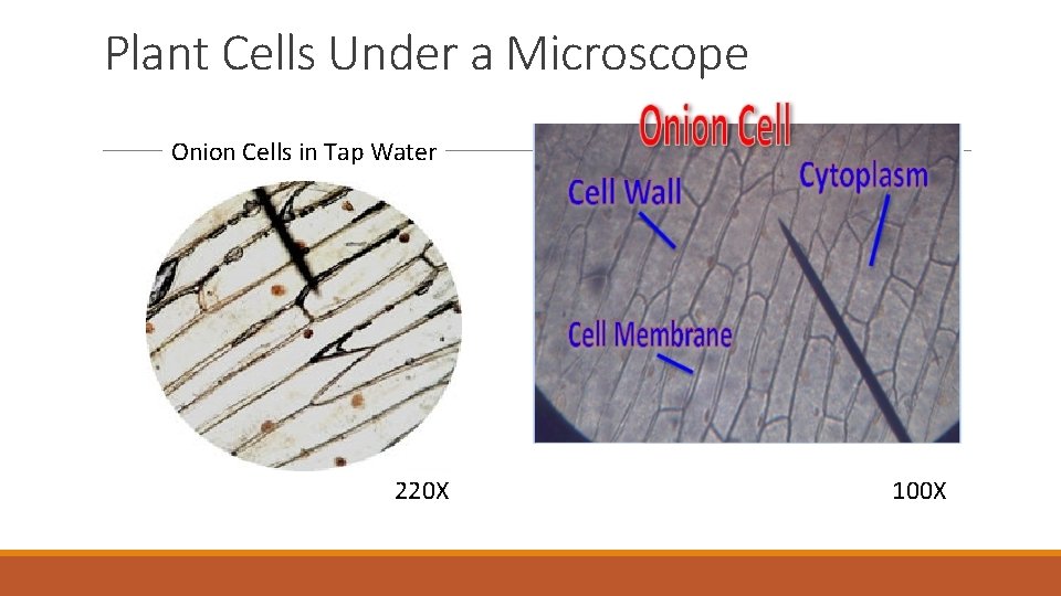 Plant Cells Under a Microscope Onion Cells in Tap Water 220 X 100 X