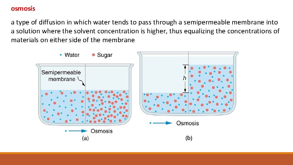 osmosis a type of diffusion in which water tends to pass through a semipermeable