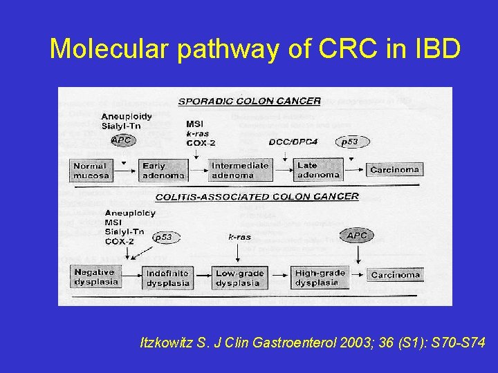 Molecular pathway of CRC in IBD Itzkowitz S. J Clin Gastroenterol 2003; 36 (S