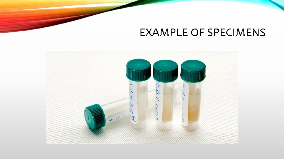 EXAMPLE OF SPECIMENS 