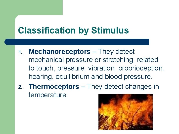 Classification by Stimulus 1. 2. Mechanoreceptors – They detect mechanical pressure or stretching; related Classification by Stimulus 1. 2. Mechanoreceptors – They detect mechanical pressure or stretching; related