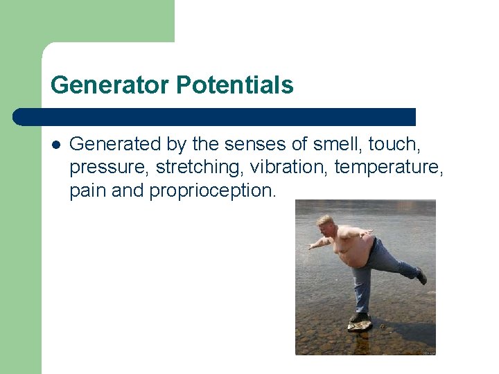 Generator Potentials l Generated by the senses of smell, touch, pressure, stretching, vibration, temperature, Generator Potentials l Generated by the senses of smell, touch, pressure, stretching, vibration, temperature,