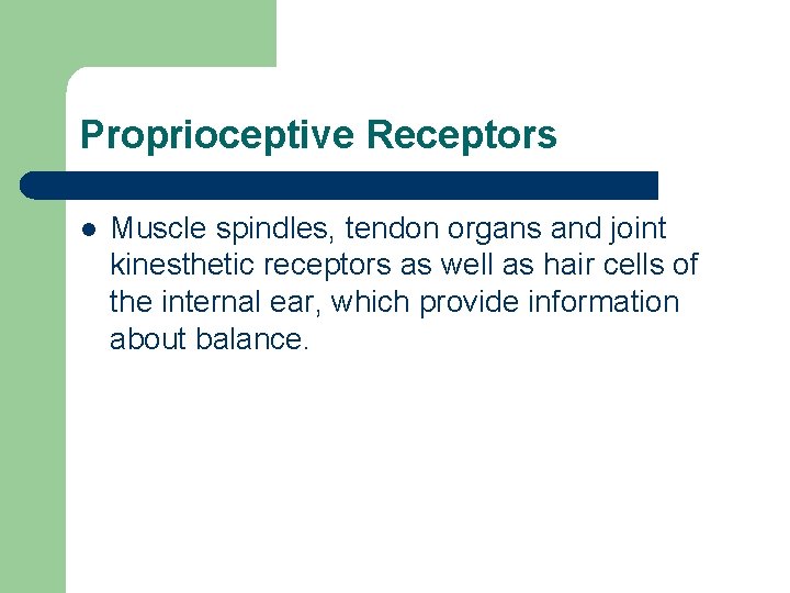 Proprioceptive Receptors l Muscle spindles, tendon organs and joint kinesthetic receptors as well as Proprioceptive Receptors l Muscle spindles, tendon organs and joint kinesthetic receptors as well as
