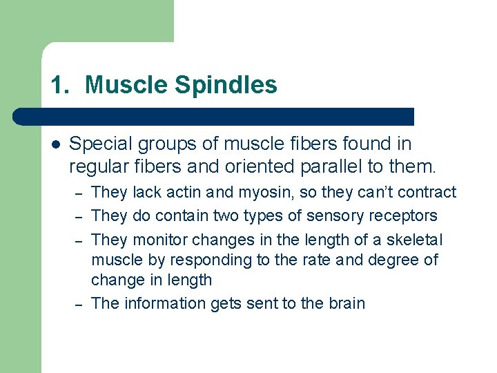 1. Muscle Spindles l Special groups of muscle fibers found in regular fibers and 1. Muscle Spindles l Special groups of muscle fibers found in regular fibers and