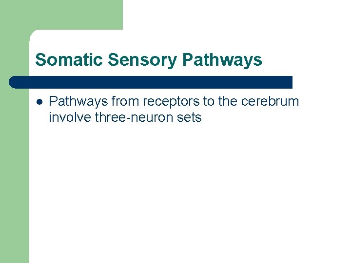 Somatic Sensory Pathways l Pathways from receptors to the cerebrum involve three-neuron sets Somatic Sensory Pathways l Pathways from receptors to the cerebrum involve three-neuron sets