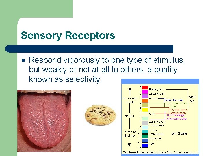Sensory Receptors l Respond vigorously to one type of stimulus, but weakly or not Sensory Receptors l Respond vigorously to one type of stimulus, but weakly or not