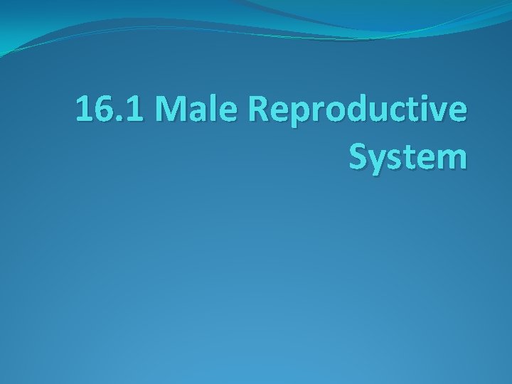 16. 1 Male Reproductive System 