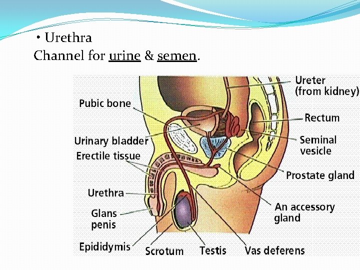  • Urethra Channel for urine & semen. 