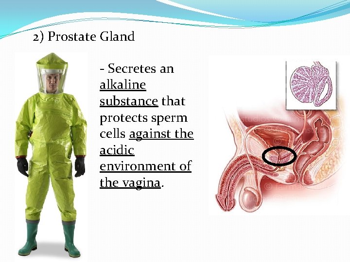 2) Prostate Gland - Secretes an alkaline substance that protects sperm cells against the
