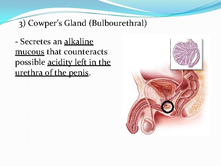 3) Cowper’s Gland (Bulbourethral) - Secretes an alkaline mucous that counteracts possible acidity left