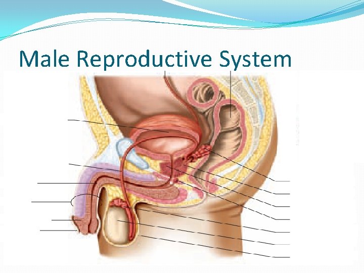 Male Reproductive System 