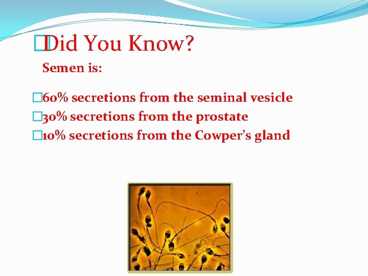 �Did You Know? Semen is: � 60% secretions from the seminal vesicle � 30%