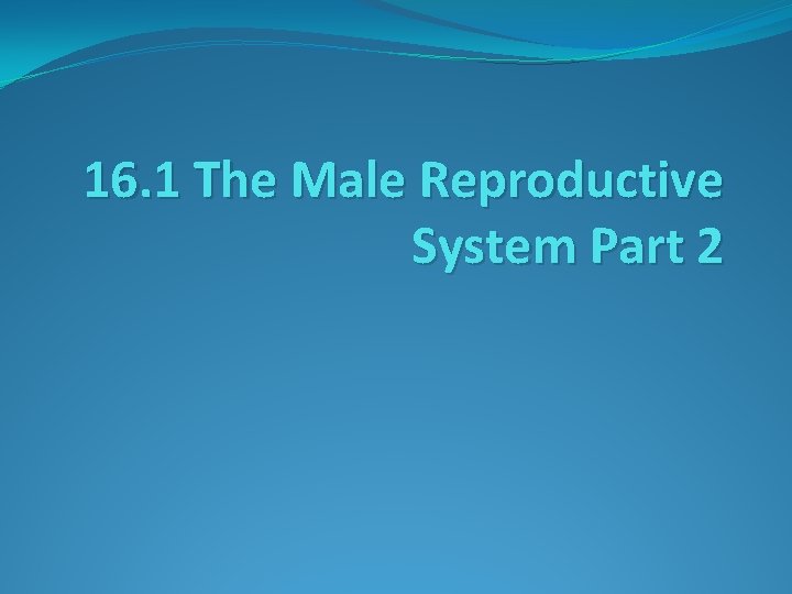 16. 1 The Male Reproductive System Part 2 