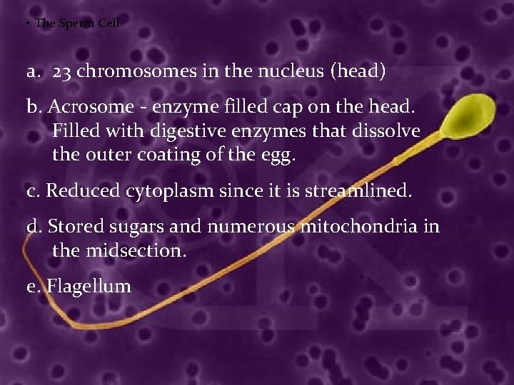  • The Sperm Cell a. 23 chromosomes in the nucleus (head) b. Acrosome