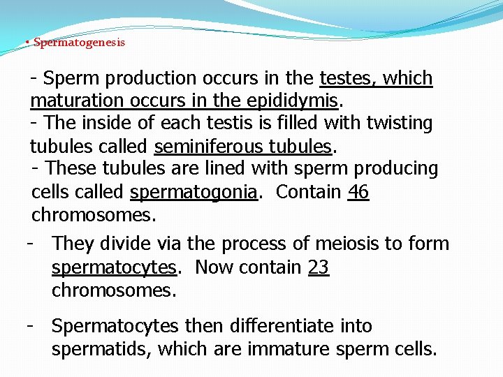  • Spermatogenesis - Sperm production occurs in the testes, which maturation occurs in