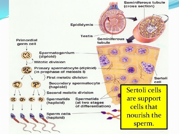 - Within 9 -10 weeks the spermatocytes differentiate into spermatids and then into sperm