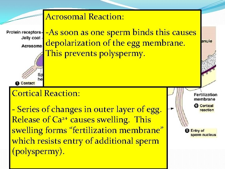 Acrosomal Reaction: -As soon as one sperm binds this causes depolarization of the egg