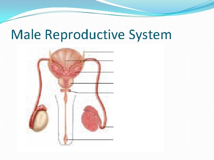 Male Reproductive System 