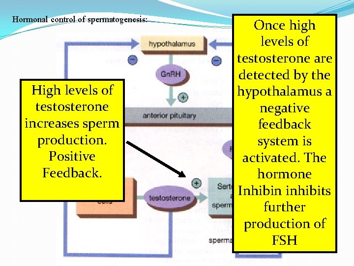 Hormonal control of spermatogenesis: High levels of testosterone increases sperm production. Positive Feedback. Once