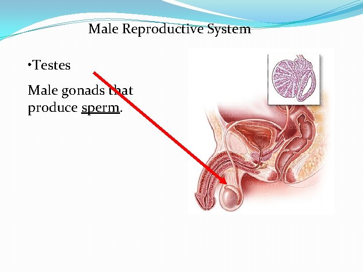 Male Reproductive System • Testes Male gonads that produce sperm. 