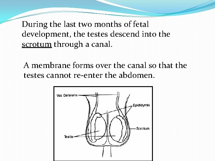 During the last two months of fetal development, the testes descend into the scrotum