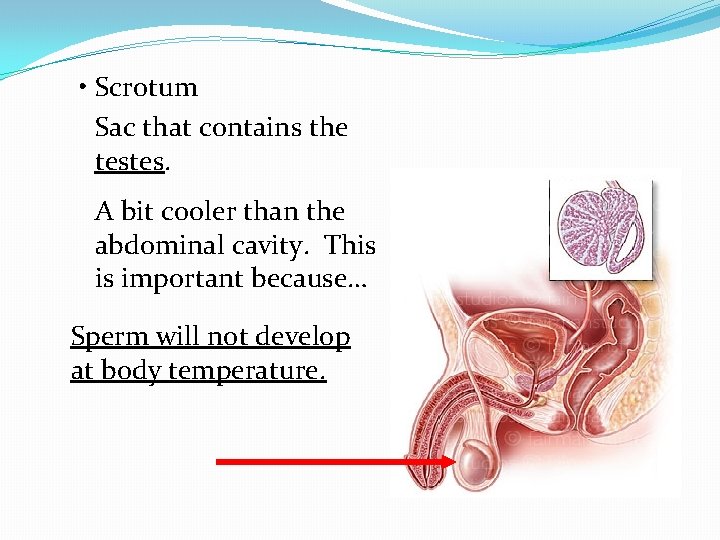  • Scrotum Sac that contains the testes. A bit cooler than the abdominal