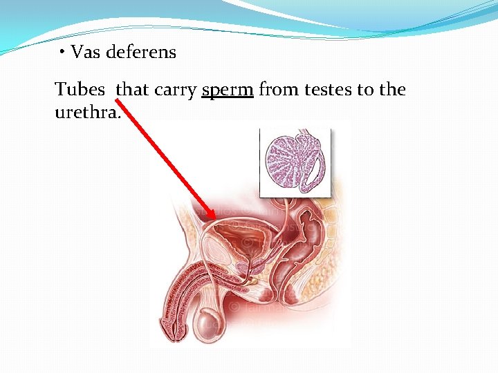  • Vas deferens Tubes that carry sperm from testes to the urethra. 