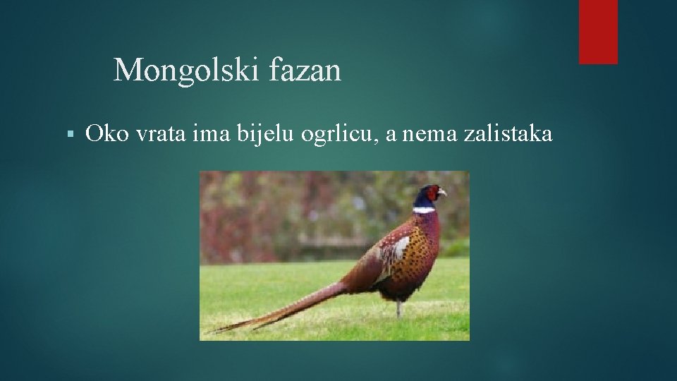 Mongolski fazan § Oko vrata ima bijelu ogrlicu, a nema zalistaka 