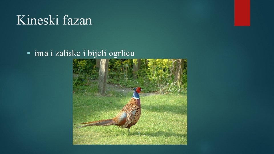 Kineski fazan § ima i zaliske i bijeli ogrlicu 